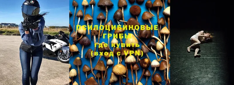 Псилоцибиновые грибы Psilocybine cubensis  omg сайт  Новоаннинский 